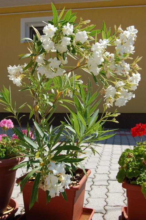 Apartmanház Cédrus 8. Zalakaros Habitación foto